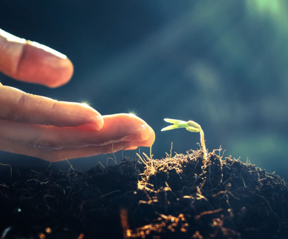 64626367 - hand watering to small plant in the morning young plant growing in the morning light , new life growth ecology development business concept,summer spring time on nature art abstract background